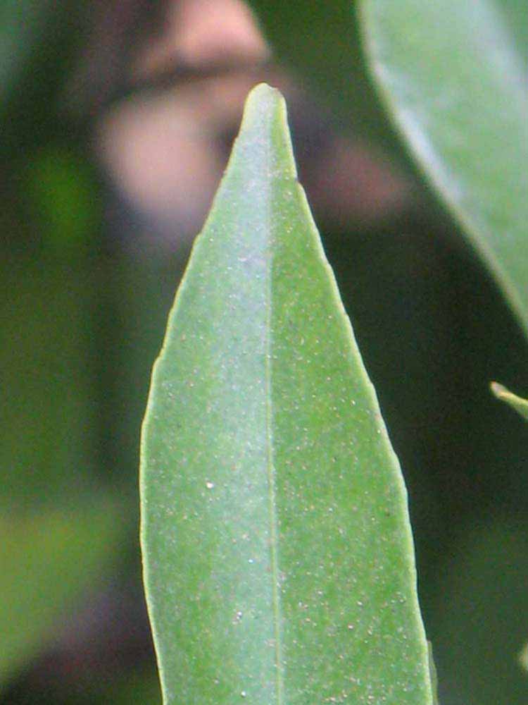              Margin (Riverside, CA)       